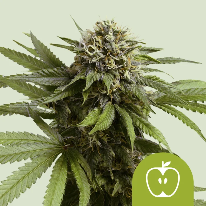 ROYAL QUEEN SEEDS - APPLE FRITTER AUTO (USA PREMIUM) - Imagen 1