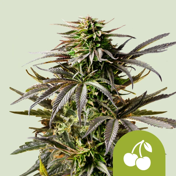 ROYAL QUEEN SEEDS - CHERRY PIE AUTO FEM (USA PREMIUM) - immagine 1