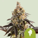 ROYAL QUEEN SEEDS - COOKIES ICE CREAM AUTOMATIC FEM (USA PREMIUM)