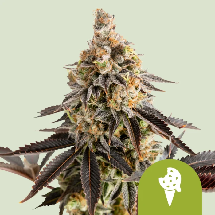 ROYAL QUEEN SEEDS - COOKIES ICE CREAM AUTOMATIC FEM (USA PREMIUM) – Image 1