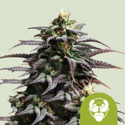 ROYAL QUEEN SEEDS - GRANDADDY PURPLE AUTO FEM (USA PREMIUM)