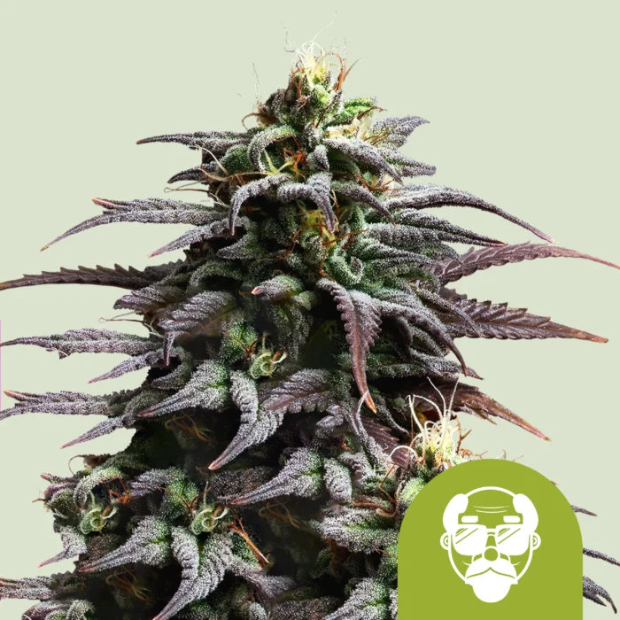 ROYAL QUEEN SEEDS - GRANDADDY PURPLE AUTO FEM (USA PREMIUM) – Image 1