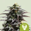 ROYAL QUEEN SEEDS - GRANDADDY PURPLE AUTO FEM (USA PREMIUM)