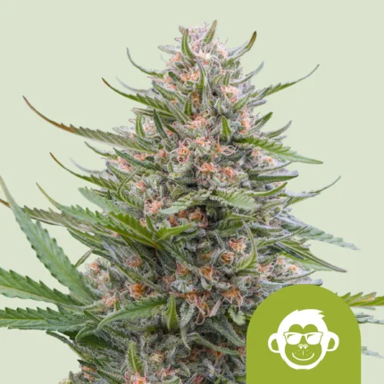 ROYAL QUEEN SEEDS - GRAPE APE AUTO FEM (USA PREMIUM)