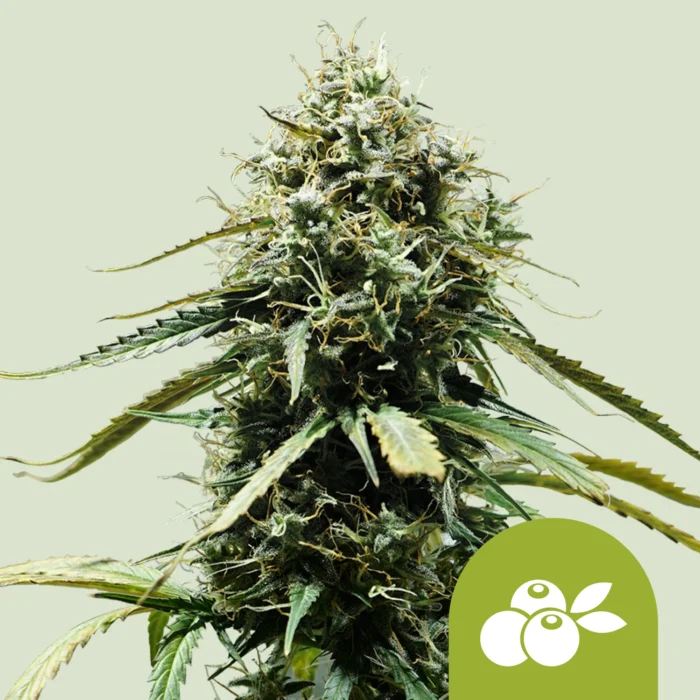 ROYAL QUEEN SEEDS - HAZE BERRY AUTOMATIC FEM – Image 1