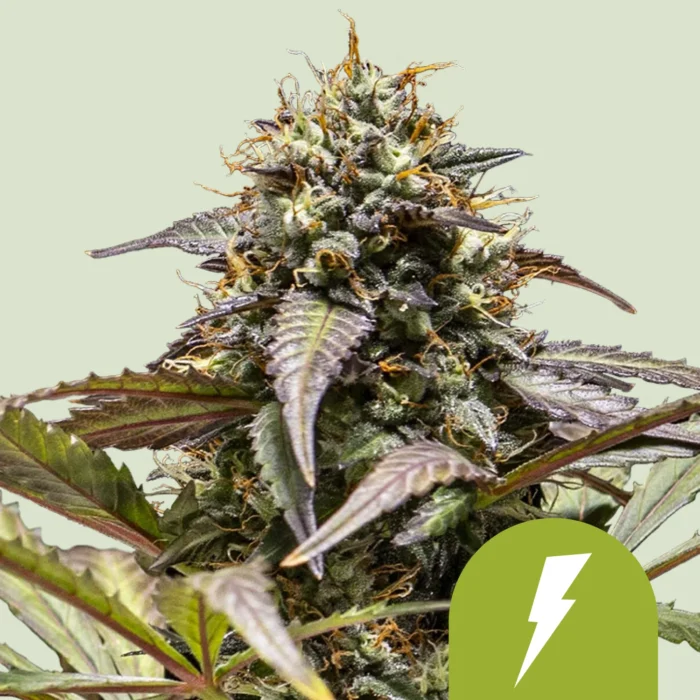 ROYAL QUEEN SEEDS - NORTH THUNDERFUCK AUTOMATIC FEM (USA PREMIUM) - Image 1