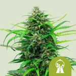 ROYAL QUEEN SEEDS - PINK RUNTZ AUTO FEM (USA PREMIUM)