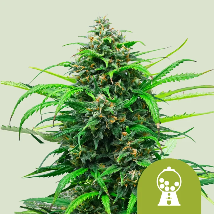 ROYAL QUEEN SEEDS - PINK RUNTZ AUTO FEM (USA PREMIUM) - immagine 1