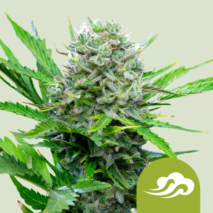 ROYAL QUEEN SEEDS - ROYAL BLUEMATIC AUTO – Image 1