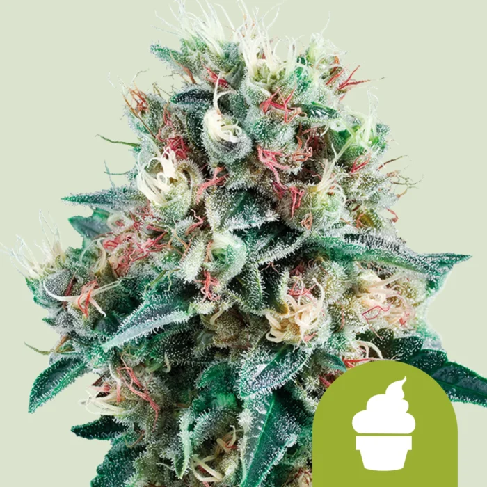 ROYAL QUEEN SEEDS - ROYAL CREAMATIC AUTO - Imagen 1