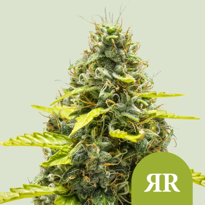 ROYAL QUEEN SEEDS - ROYAL RUNTZ AUTOMATIC FEM (USA PREMIUM) - Imagen 1