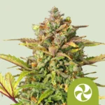 ROYAL QUEEN SEEDS - SWEET ZZ AUTOMATIC FEM (USA PREMIUM)