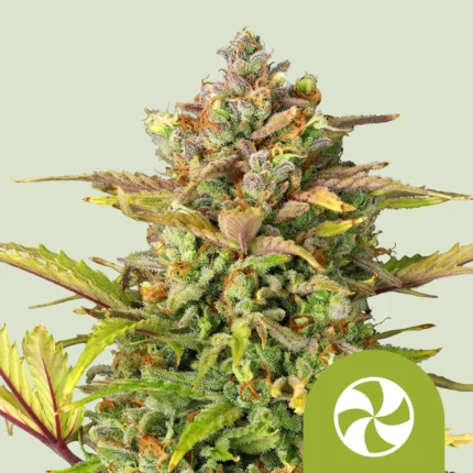 ROYAL QUEEN SEEDS - SWEET ZZ AUTOMATIC FEM (USA PREMIUM)