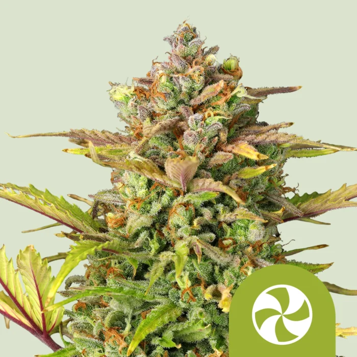 ROYAL QUEEN SEEDS - SWEET ZZ AUTOMATIC FEM (USA PREMIUM) – Bild 1