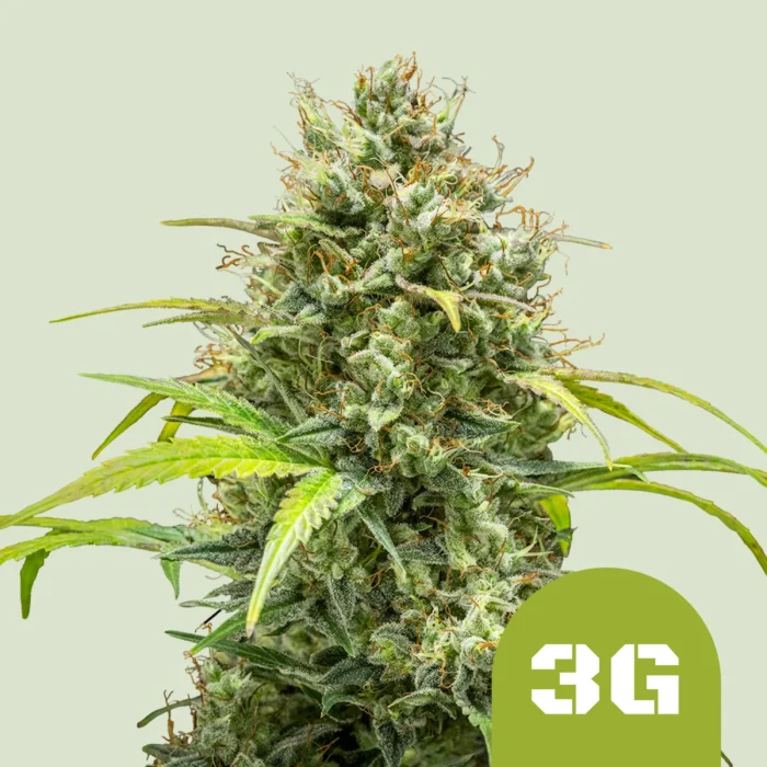 ROYAL QUEEN SEEDS - TRIPLE G AUTOMATIC FEM (USA PREMIUM) – Image 1