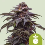 ROYAL QUEEN SEEDS - TROPICANA COOKIES PURPLE AUTO FEM
