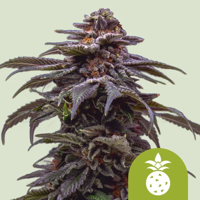 ROYAL QUEEN SEEDS - TROPICANA COOKIES PURPLE AUTO FEM - immagine 1