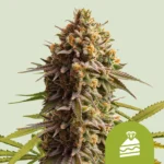 ROYAL QUEEN SEEDS - WEDDING CAKE AUTO (USA PREMIUM)