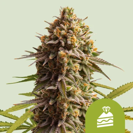 ROYAL QUEEN SEEDS - WEDDING CAKE AUTO (USA PREMIUM)