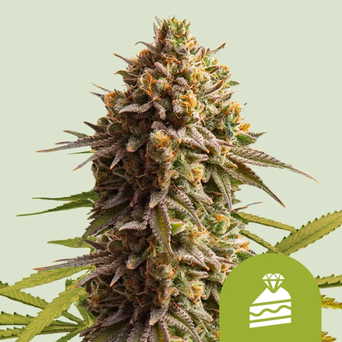 ROYAL QUEEN SEEDS - WEDDING CAKE AUTO (USA PREMIUM) – Image 1