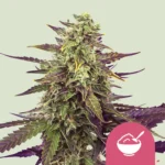 SEMILLAS ROYAL QUEEN - CEREAL MILK FEM (USA PREMIUM)