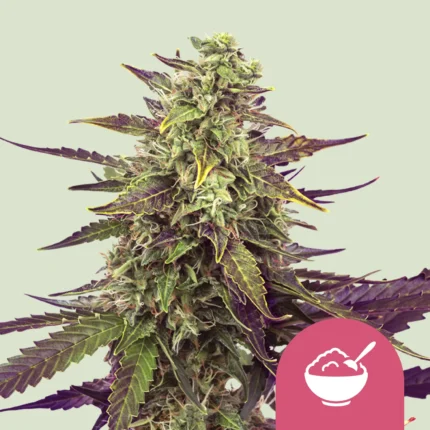 SEMILLAS ROYAL QUEEN - CEREAL MILK FEM (USA PREMIUM)