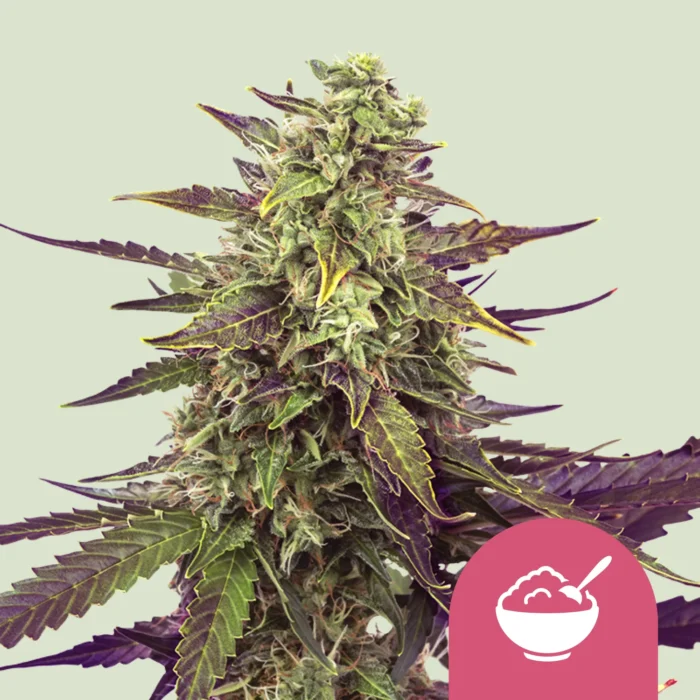SEMILLAS ROYAL QUEEN - CEREAL MILK FEM (USA PREMIUM) - Imagen 1