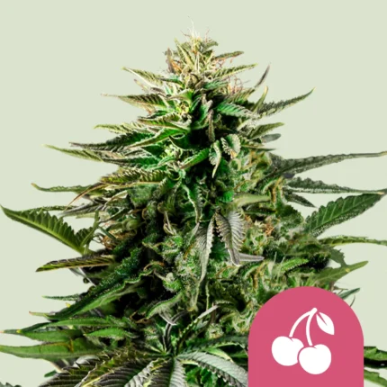 ROYAL QUEEN SEEDS - CHERRY PIE FEM (USA PREMIUM)