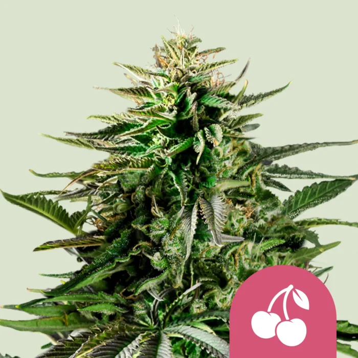 ROYAL QUEEN SEEDS - CHERRY PIE FEM (USA PREMIUM) – Image 1