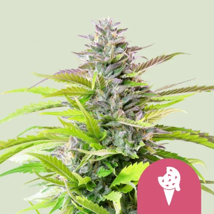 ROYAL QUEEN SEEDS - FEM ICE CREAM COOKIES (USA PREMIUM)
