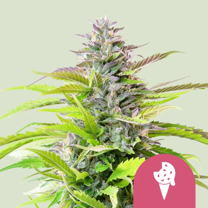 ROYAL QUEEN SEEDS - FEM ICE CREAM COOKIES (USA PREMIUM) – Image 1