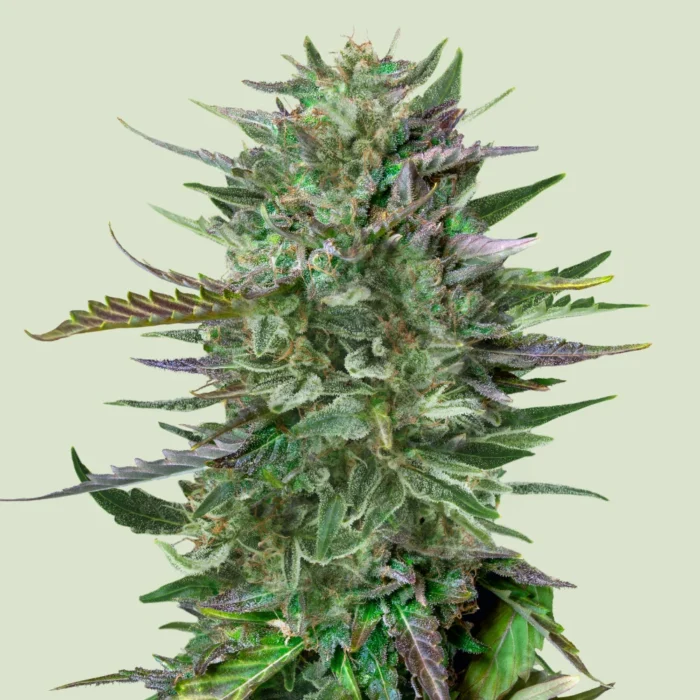 ROYAL QUEEN SEEDS - DO-SI-DOS FEM - Image 1