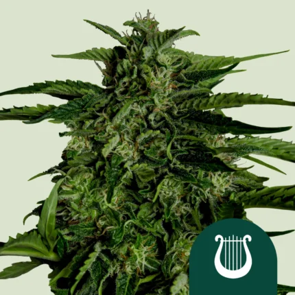 ROYAL QUEEN SEEDS - APOLLO F1 AUTOFLORECIENTE