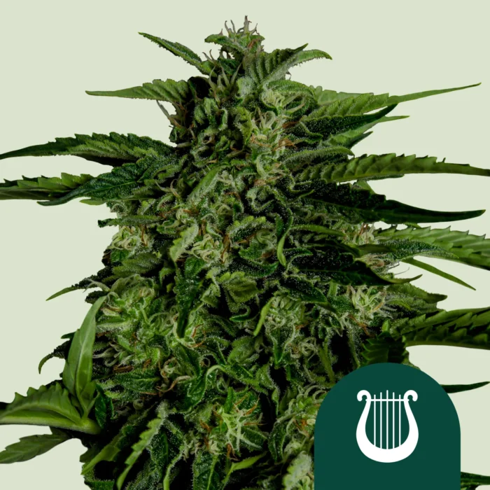ROYAL QUEEN SEEDS - APOLLO F1 AUTOFLORAISON – Image 1