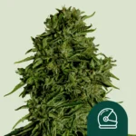 ROYAL QUEEN SEEDS - COSMOS F1 AUTOFLOWERING CBD