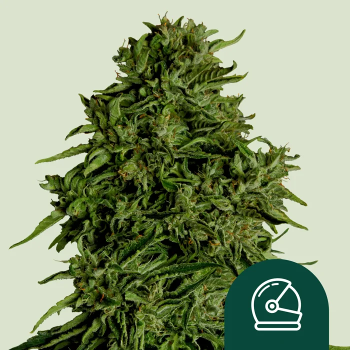 ROYAL QUEEN SEEDS - COSMOS F1 AUTOFLOWERING CBD - immagine 1