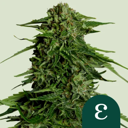 ROYAL QUEEN SEEDS - EPSILON F1 AUTOFLORAISON