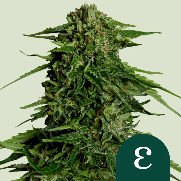 ROYAL QUEEN SEEDS - EPSILON F1 AUTOFLORECIENTE - Imagen 1