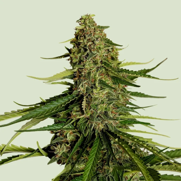 ROYAL QUEEN SEEDS - GAIA F1 AUTOFLOWERING - immagine 1