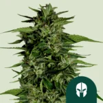 ROYAL QUEEN SEEDS - HYPERION F1 AUTOFLORAISON