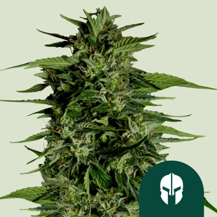 ROYAL QUEEN SEEDS - HYPERION F1 AUTOFLORAISON – Image 1