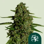 ROYAL QUEEN SEEDS - MEDUSA F1 AUTOFLORECIENTE
