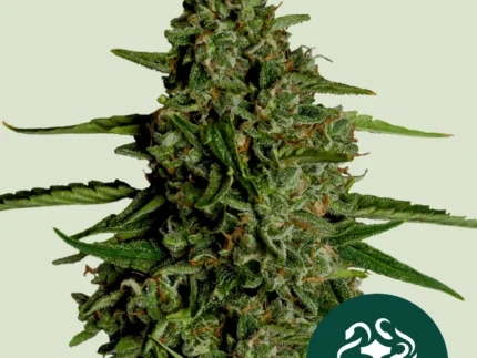 ROYAL QUEEN SEEDS - MEDUSA F1 AUTOFLOWERING