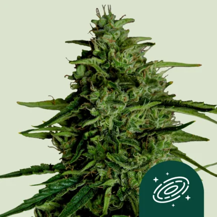 ROYAL QUEEN SEEDS - MILKY WAY F1 AUTOFLORECIENTE