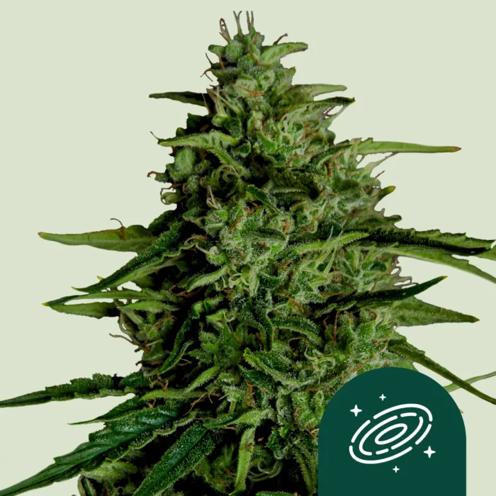 ROYAL QUEEN SEEDS - MILKY WAY F1 AUTOFLORECIENTE - Imagen 1