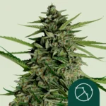 ROYAL QUEEN SEEDS - ORION F1 AUTOFLORECIENTE