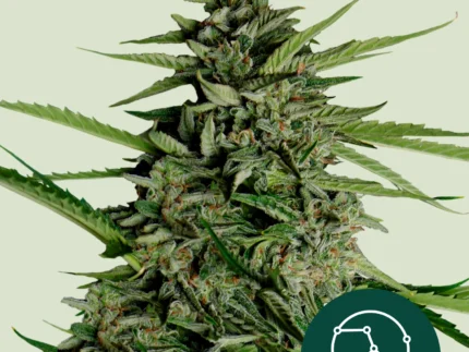 ROYAL QUEEN SEEDS - ORION F1 AUTOFLOWERING