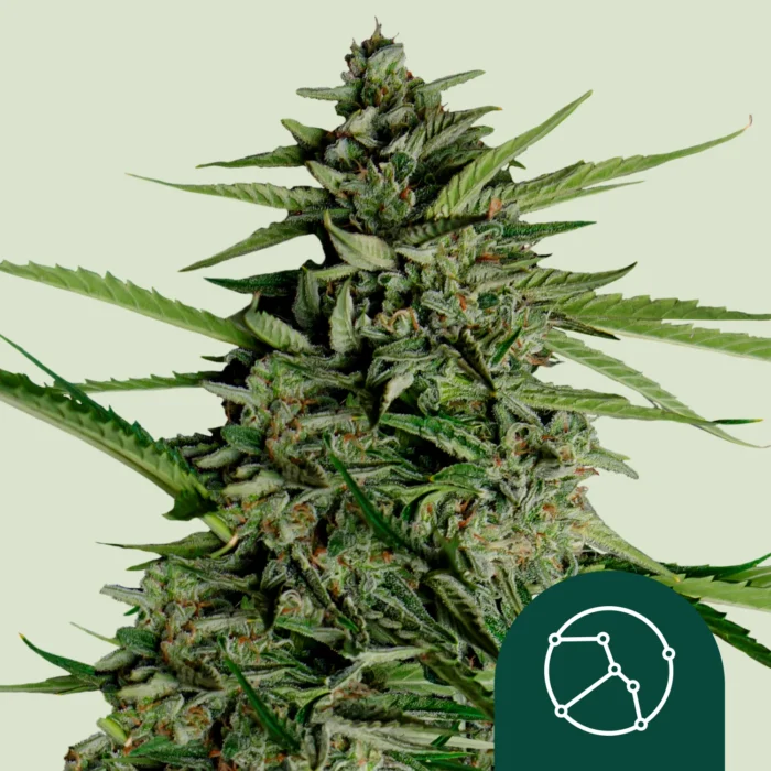 ROYAL QUEEN SEEDS - ORION F1 AUTOFLORECIENTE - Imagen 1