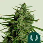 ROYAL QUEEN SEEDS - TITAN F1 AUTOFLORECIENTE
