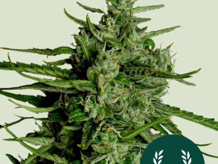 ROYAL QUEEN SEEDS - TITAN F1 AUTOFLOWERING